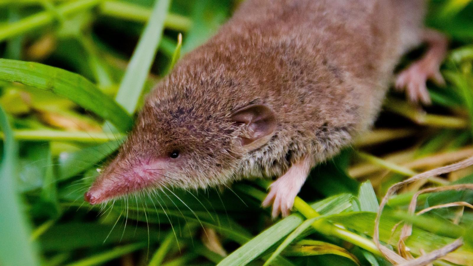 Greater White Toothed Shrew.
