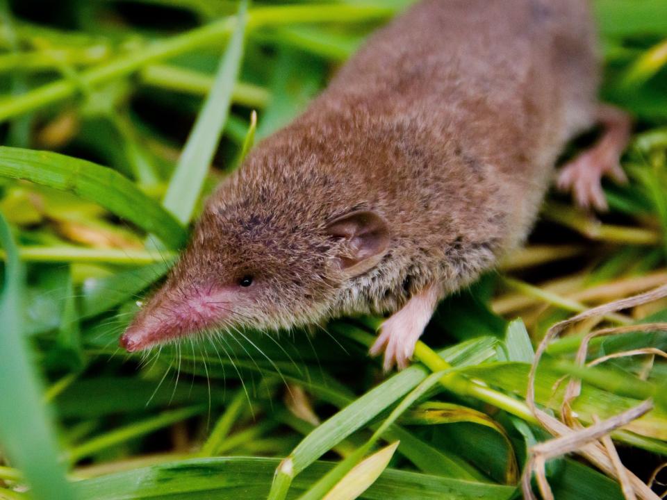 Greater White Toothed Shrew.